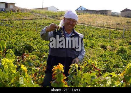 Taschkent, Usbekistan. September 2020. Ein Landwirt zeigt frisch geerntete Trauben auf einem Traubenfeld in Taschkent, Usbekistan, 23. September 2020. Usbekische Weinbauern sind damit beschäftigt, Trauben zu lüften, die in die Erntezeit gekommen sind. Quelle: Zafar Khalilov/Xinhua/Alamy Live News Stockfoto