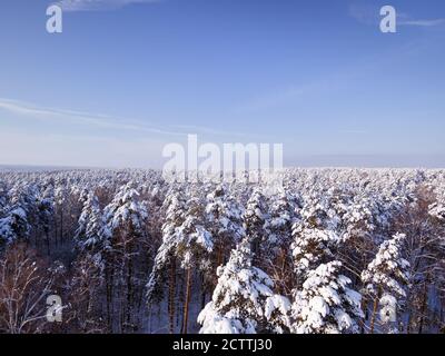 Luftaufnahme Winter Wald. Vogelperspektive Drohne Landschaft, fliegen oben. Weiße Bäume im Schnee. Blauer Himmel. Stockfoto