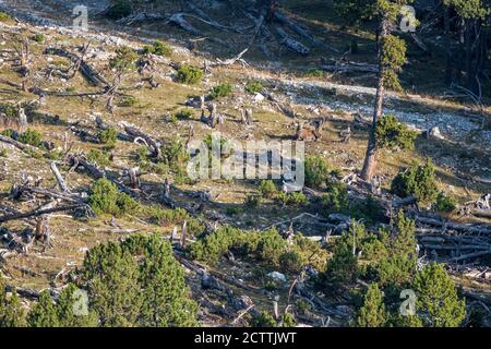 Suhlender Rothisch im Schweizer Nationalpark Stockfoto