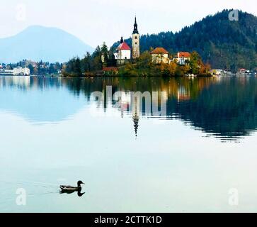 Bleder See in Slowenien. Idyllische Naturlandschaft. Tolle Insel am Seeufer. Die Julischen Alpen. Ente schwimmt. Szenische Reflexion im Wasser. Herbstzeit. Stockfoto