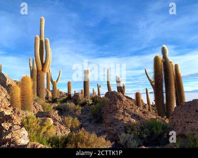 Gigantische Kakteen auf der Insel Isla Incahuasi, Bolivien, Südamerika. Exotische Pflanzen in der Wüste. Tropische Flora. Trichocereus pasacana. Stockfoto