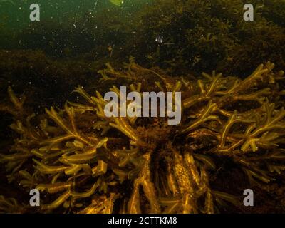 Nahaufnahme des schönen Blasenracks, Fucus vesiculosus, in einer gesunden nordeuropäischen Meeresumwelt. Bild aus Oresund, Malmö in Südschweden Stockfoto