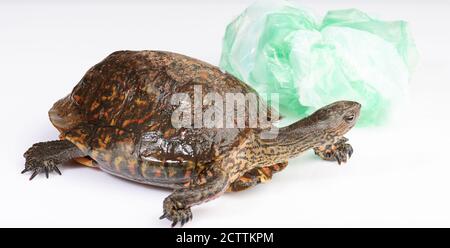 Recycling Kunststoff Problem Thema. Schildkröte mit grüner Plastiktüte isoliert Stockfoto