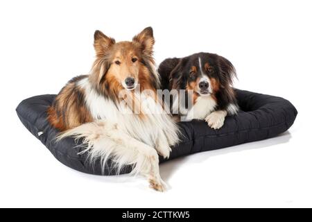 Rough Collie und Australian Shepherd. Zwei Erwachsene Hunde liegen auf einem Haustierbett. Stockfoto