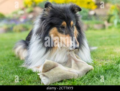 Rough Collie. Erwachsener Hund liegt auf einem Rasen, beim Essen Pansen. Stockfoto