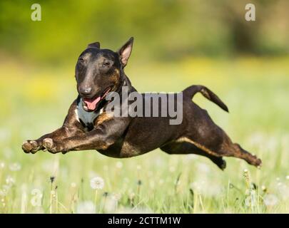 Miniatur-Stier-Terrier. Erwachsener Hund läuft auf einer Wiese. Stockfoto