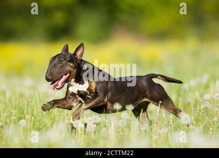 Miniatur-Stier-Terrier. Erwachsener Hund läuft auf einer Wiese. Stockfoto