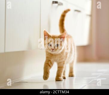 Kurzhaar. Kätzchen beim Gehen in einer Küche. Stockfoto