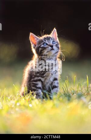 Hauskatze. Tabby Kätzchen sitzen auf einer Wiese und beobachten Moskitos. Stockfoto