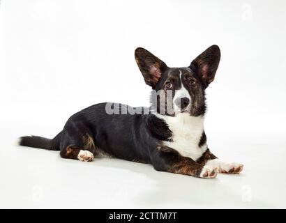 Walisische Strickjacke Mit Corgi. Jugendlicher Rüde liegt. Stockfoto