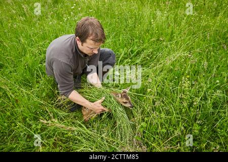 Rehe (Capreolus caprolus). Rehkitz. Eine Drohne mit Wärmebildkamera fliegt vor dem Mähen über die Wiese und zeigt auf dem Bildschirm, ob in der Wiese Kitze versteckt sind. Diese können dann aus der Wiese genommen werden und vermeiden so den Mäher, der sie tötet. Stockfoto