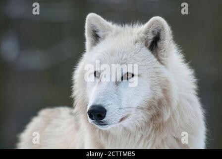 Arktischer Wolf (Canis lupus arctos), Porträt eines Erwachsenen. Stockfoto
