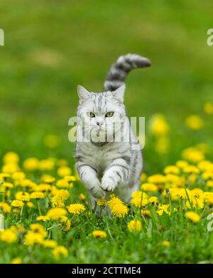 Kurzhaar. Tabby Erwachsene Katze läuft auf einer Wiese mit blühendem Löwenzahn. Stockfoto