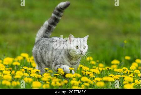 Kurzhaar. Tabby Erwachsene Katze Wandern auf einer Wiese mit blühenden Löwenzahn. Stockfoto