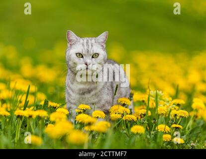 Kurzhaar. Tabby Erwachsene Katze steht auf einer Wiese mit blühendem Löwenzahn. Stockfoto