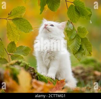 Heiliges Birman. Kätzchen, die im Herbst in einem Wald sitzen und Buchenblätter betrachten. Stockfoto