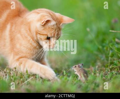 Inland Kat. Rot gestromt Erwachsene mit Maus in einem Garten. Stockfoto