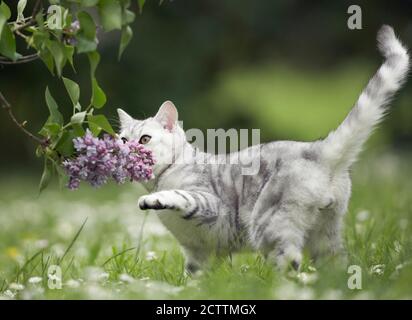 Kurzhaar. Tabby Erwachsene Katze schnüffelt an Lilac Blumen. Stockfoto