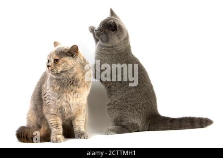 Blue Cream British Kurzhair Female mit Blue British Kurzhaar-Kätzchen, Hauskatze vor weißem Hintergrund Stockfoto