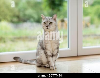 Kurzhaar. Erwachsene Katze sitzt auf einer Fensterbank. Stockfoto