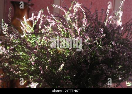 Bouquet der wilden Heide in Blüte Bleiben Sie in Strahlen Der Herbstsonne Stockfoto