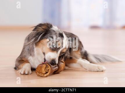 Australian Shepherd. Erwachsene Hund leckt einen Kauknochen. Stockfoto