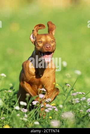 Magyar Vizsla, Ungarisch Vizsla. Erwachsener Hund läuft auf der Wiese. Stockfoto