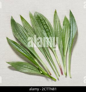 Englischer Wegerich, Ribwort (Plantago lanceolata). Frische Blätter. Studiobild Stockfoto