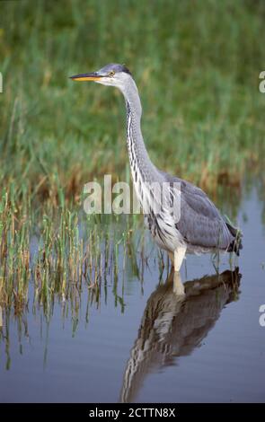 Graureiher (Ardea cinerea). Erwachsene jagen, im Wasser stehen. Stockfoto