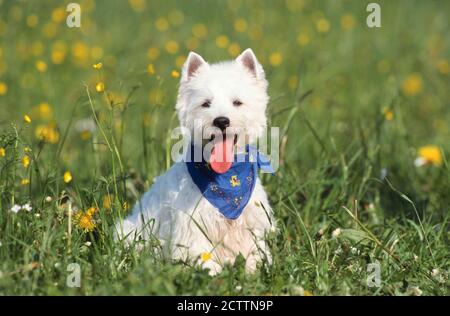 West Highland White Terrier. Erwachsener Hund sitzt auf einer Wiese. Stockfoto