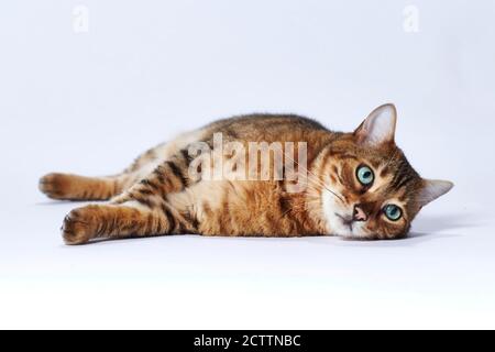 Bengalkatze. Erwachsene Katze liegt auf der Seite. Studiobild vor weißem Hintergrund Stockfoto