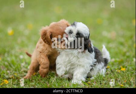 Shih Tzu und Cavalier King Charles Spaniel. Zwei Welpen spielen auf einer Wiese. Stockfoto