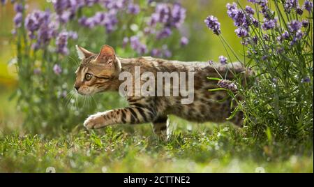 Bengalkatze. Kätzchen, die in einem Garten vor dem blühenden Lavendel spazieren. Stockfoto