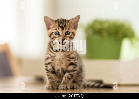 Bengalkatze. Kätzchen auf Parkett sitzend. Stockfoto