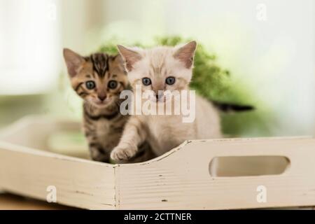 Bengalkatze. Zwei Kätzchen auf einem Holztablett Stockfoto