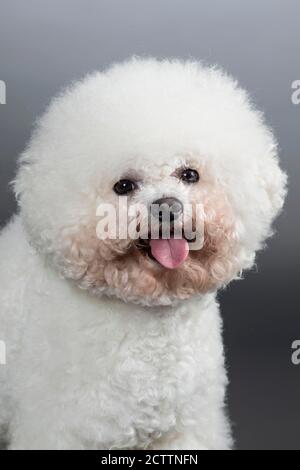 Bichon Frise Porträt eines erwachsenen Hundes. Studiobild vor grauem Hintergrund. e. Stockfoto