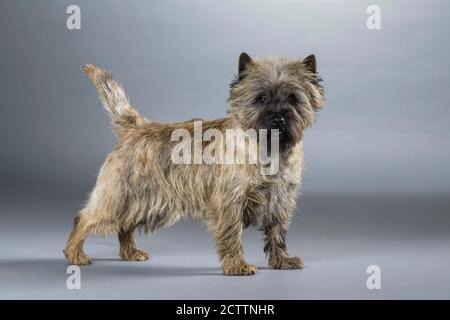 Cairn Terrier. Erwachsener Hund im Stehen. Studiobild vor grauem Hintergrund. Stockfoto