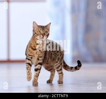 Bengalkatze. Jugendliche Katze steht in einer Wohnung. Stockfoto