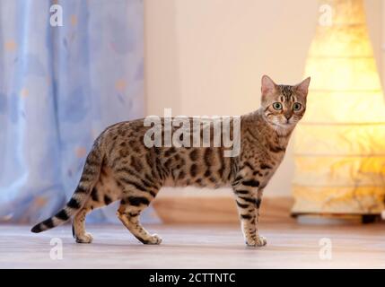 Bengalkatze. Jugendliche Katze steht in einer Wohnung. Stockfoto