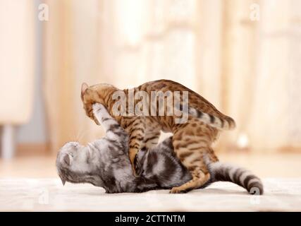 Britische Kurzhaar-Katze und Bengalkatze. Zwei Erwachsene Katzen kämpfen in einer Wohnung. Stockfoto
