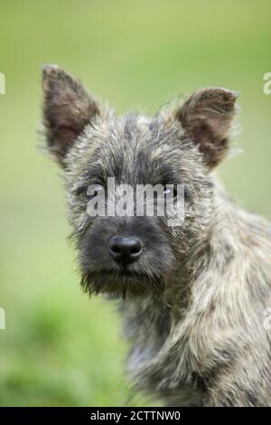 Cairn Terrier. Porträt eines Welpen. Stockfoto