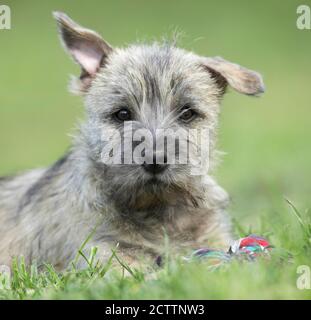 Cairn Terrier. Welpen liegen auf Gras. Stockfoto
