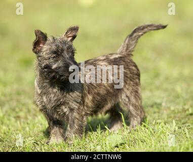 Cairn Terrier. Welpe steht auf Gras. Stockfoto