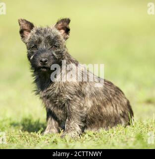 Cairn Terrier. Welpe sitzt auf Gras. Stockfoto