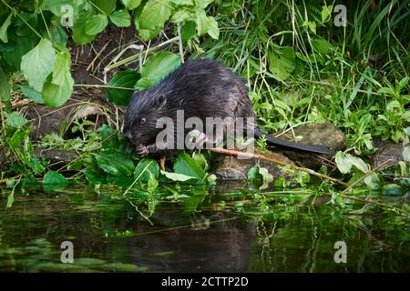 Europäischer Biber (Rizinusfaser). Jungtier an einem Flussufer, Fütterung. Stockfoto