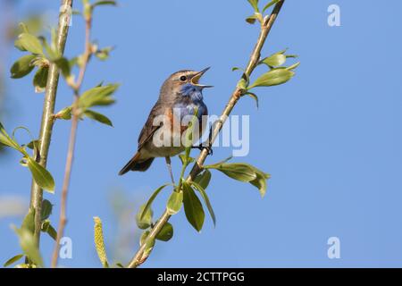 Weißfleckiger Blaukehlchen (Luscinia svecica cyanecula). Erwachsener männlicher Gesang, während er auf einem Zweig thront. Stockfoto