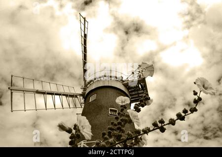 Große Bircham Windmühle und blühende malva Blumen. Bircham, Norfolk, England. Ausgewählter Fokus auf die Windmühle. Sepia. Stockfoto