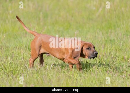 Bayerischer Berg Hound. Welpe zu Fuß auf einer Wiese hinter verwundeten Spiel. Stockfoto