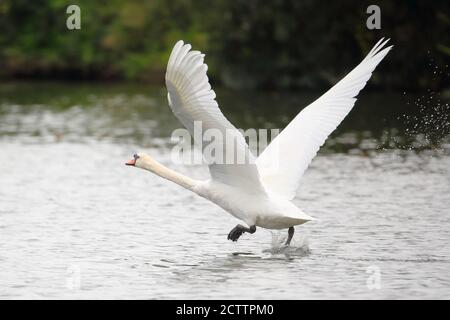 Ein Schwan, der von der Themse in Oxfordshire, Großbritannien, abbricht Stockfoto