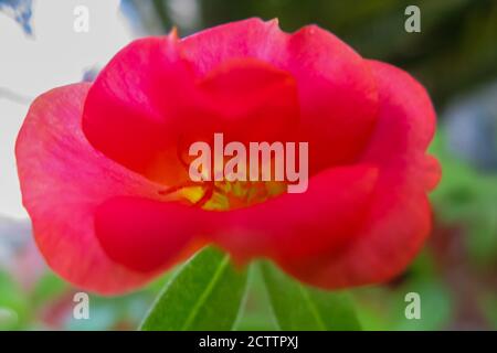 Schwaches Makrobild mit selektivem Fokus einer rosa Rose Moosblume Stockfoto